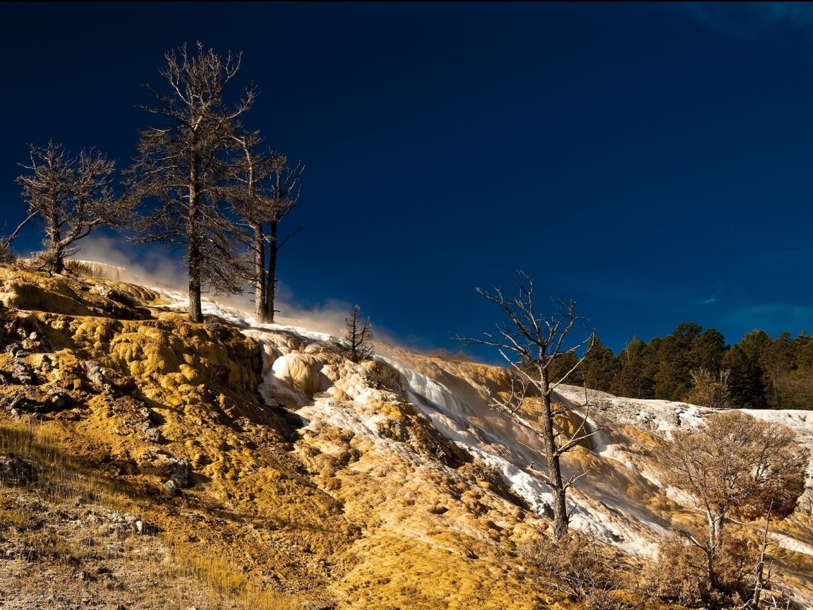 Сосны на возвышености