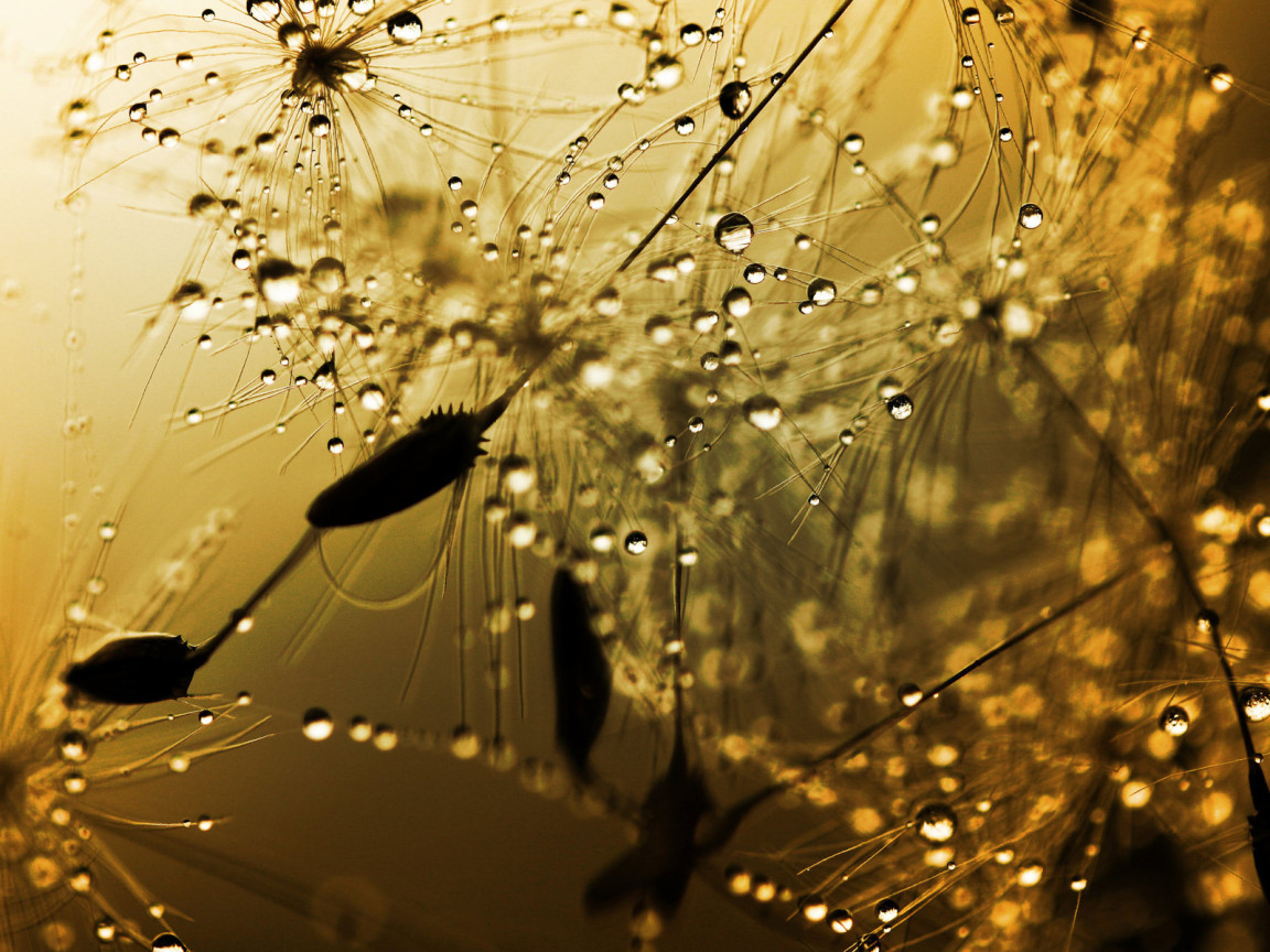 Бусинки дождя