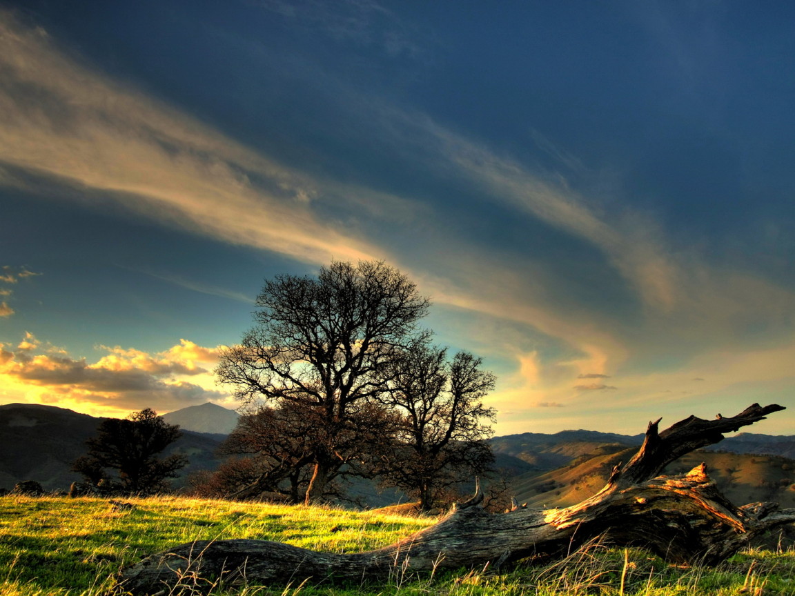 Коряга на холме