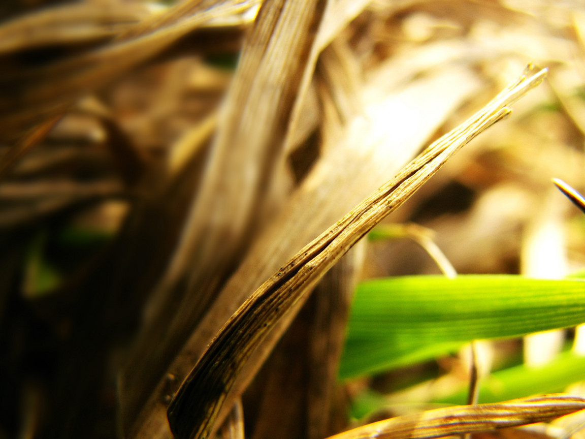 Сухие листья