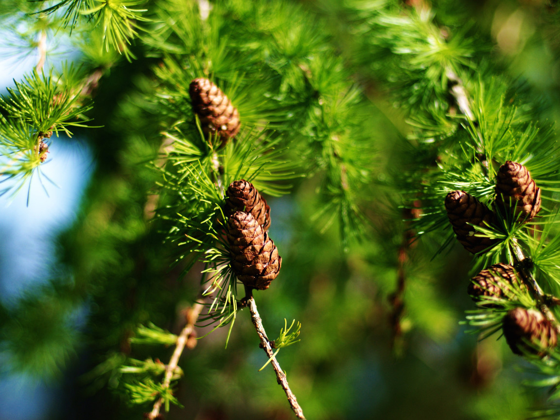 Еловые шишки