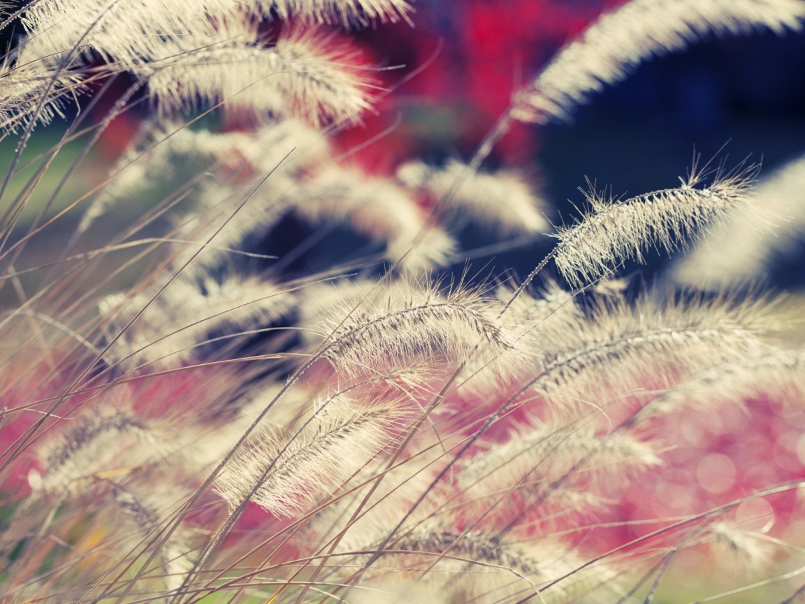 Пушистая трава