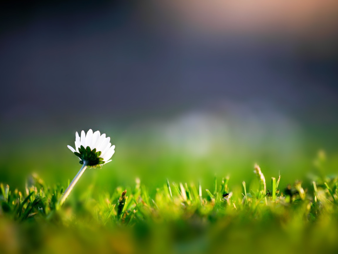 Трава и одинокий цветок