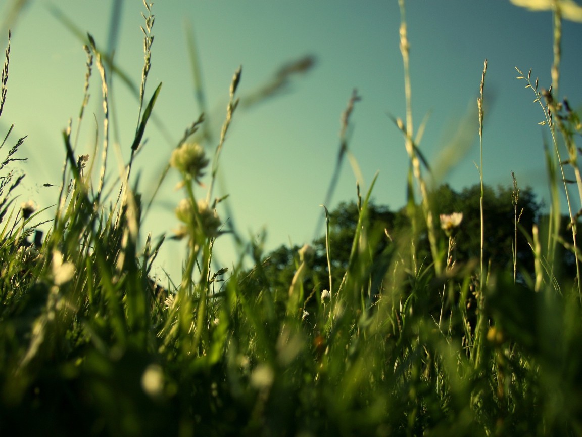 Трава у дома