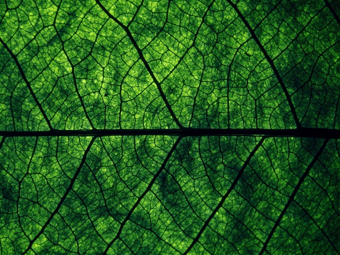 Зеленый лист Макро фото