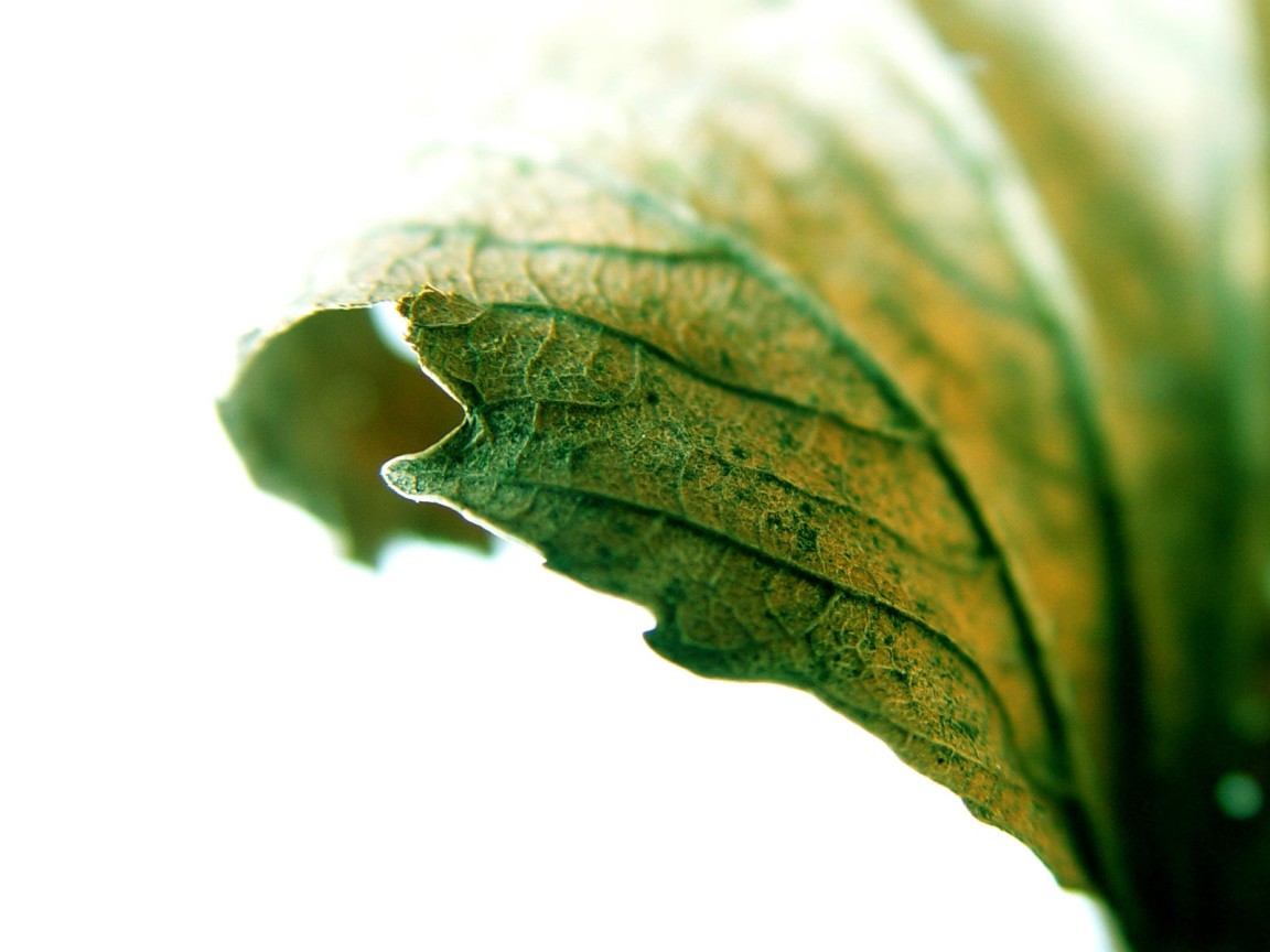 Листик крупным планом