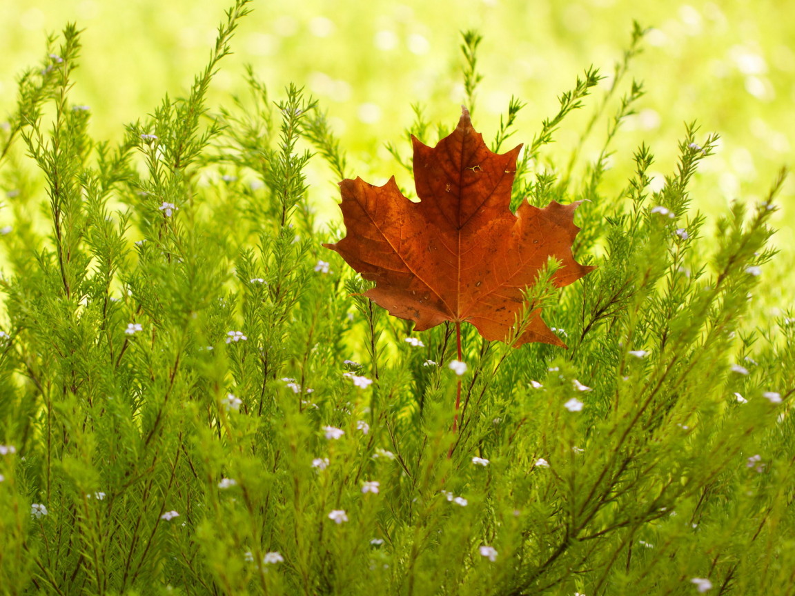 Кленовый лист