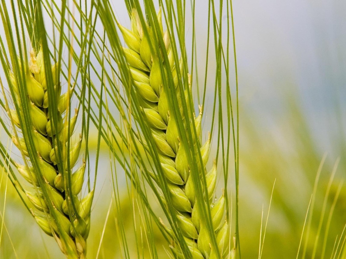Колосья макро