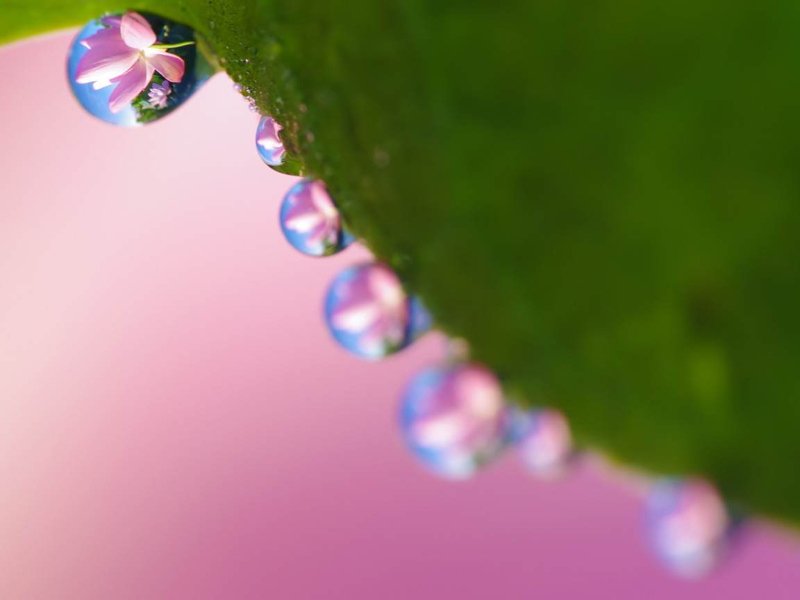 Рабочие обои весна