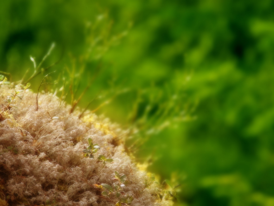 Маленькие ростки