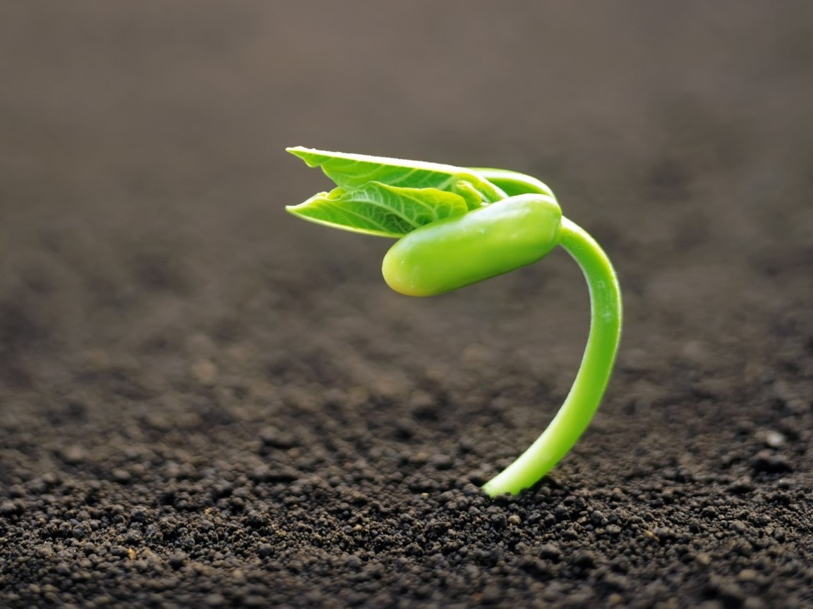 Молодой росток