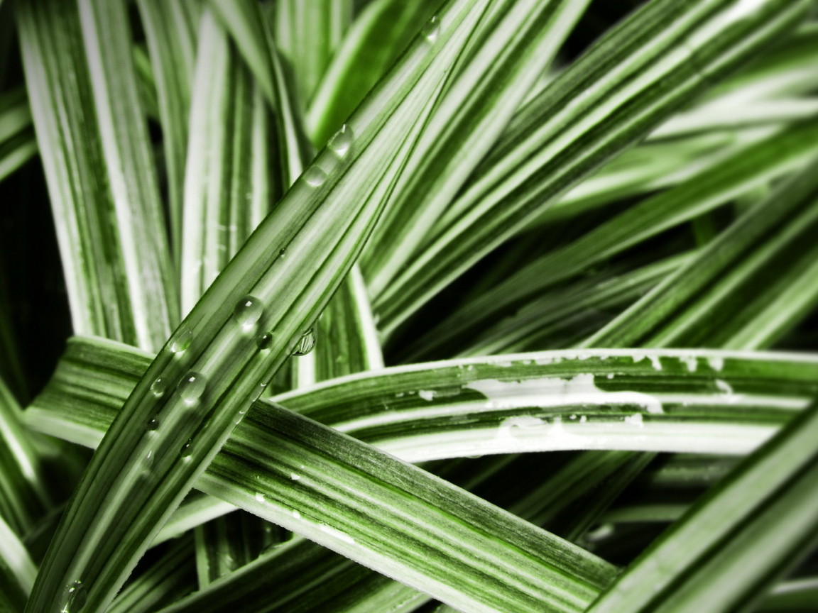 Мокрые листья