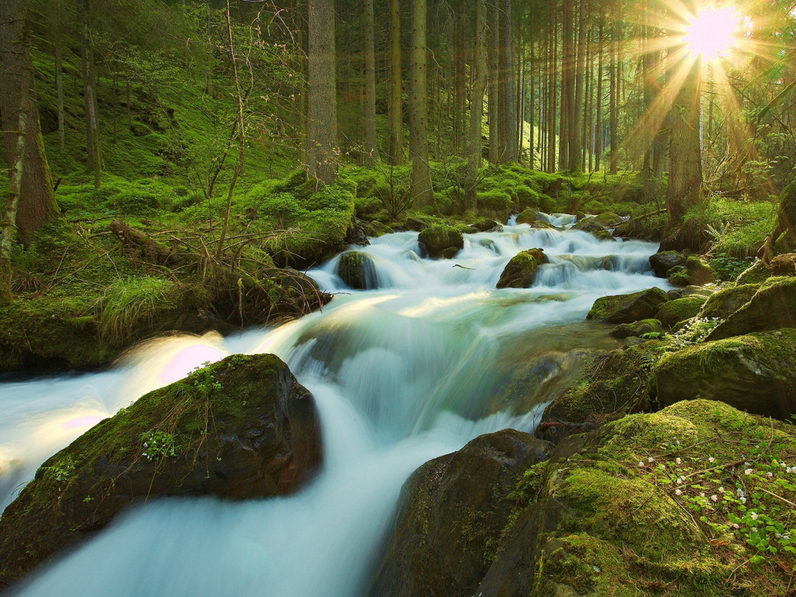 Ручей в чаще