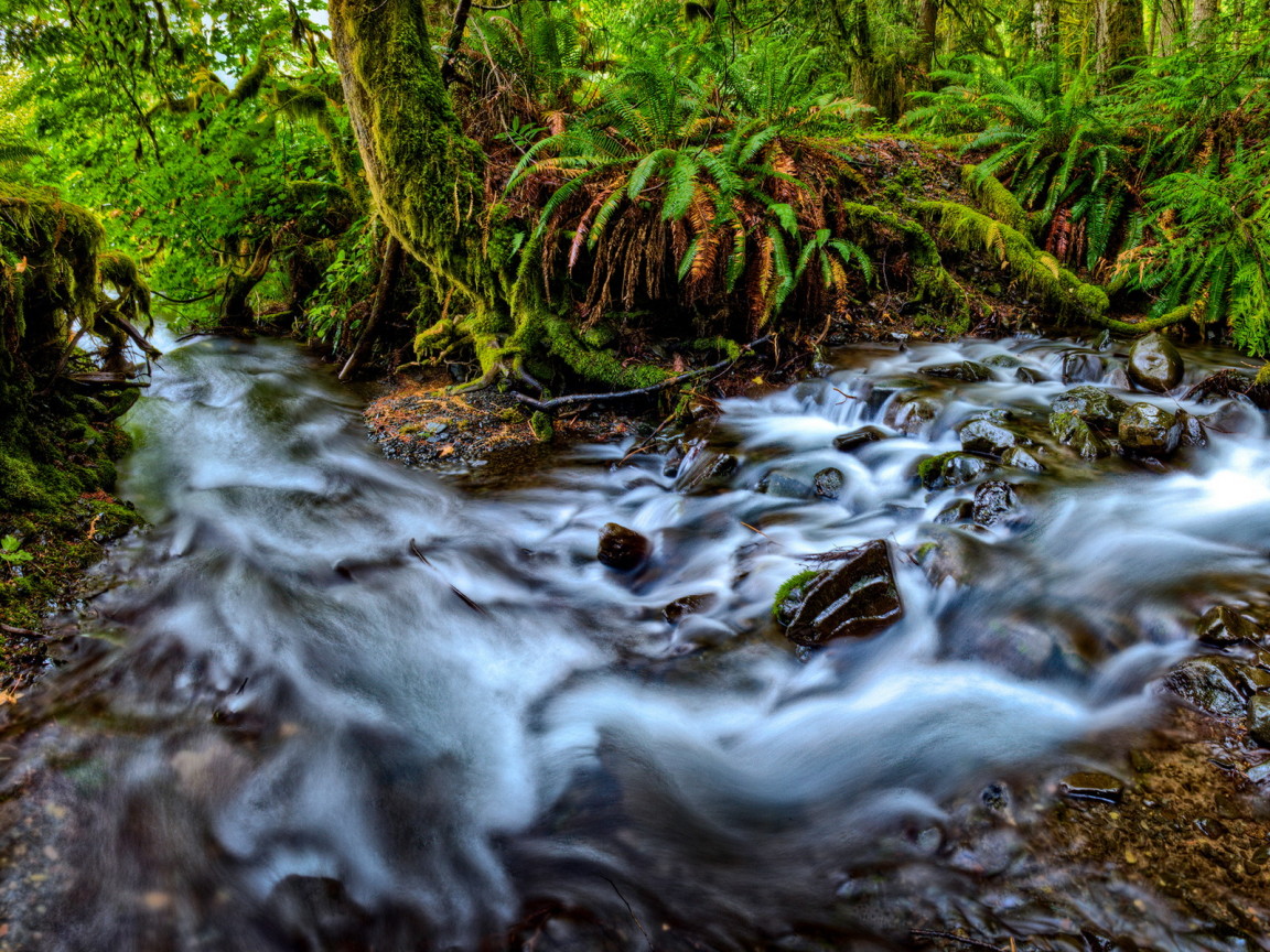Река, текущая в лесу