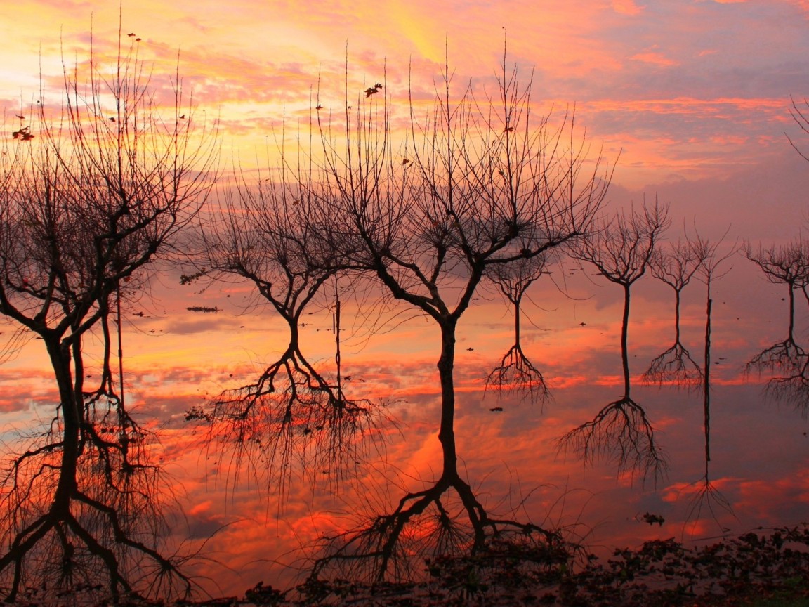 Отражение деревьев на закате