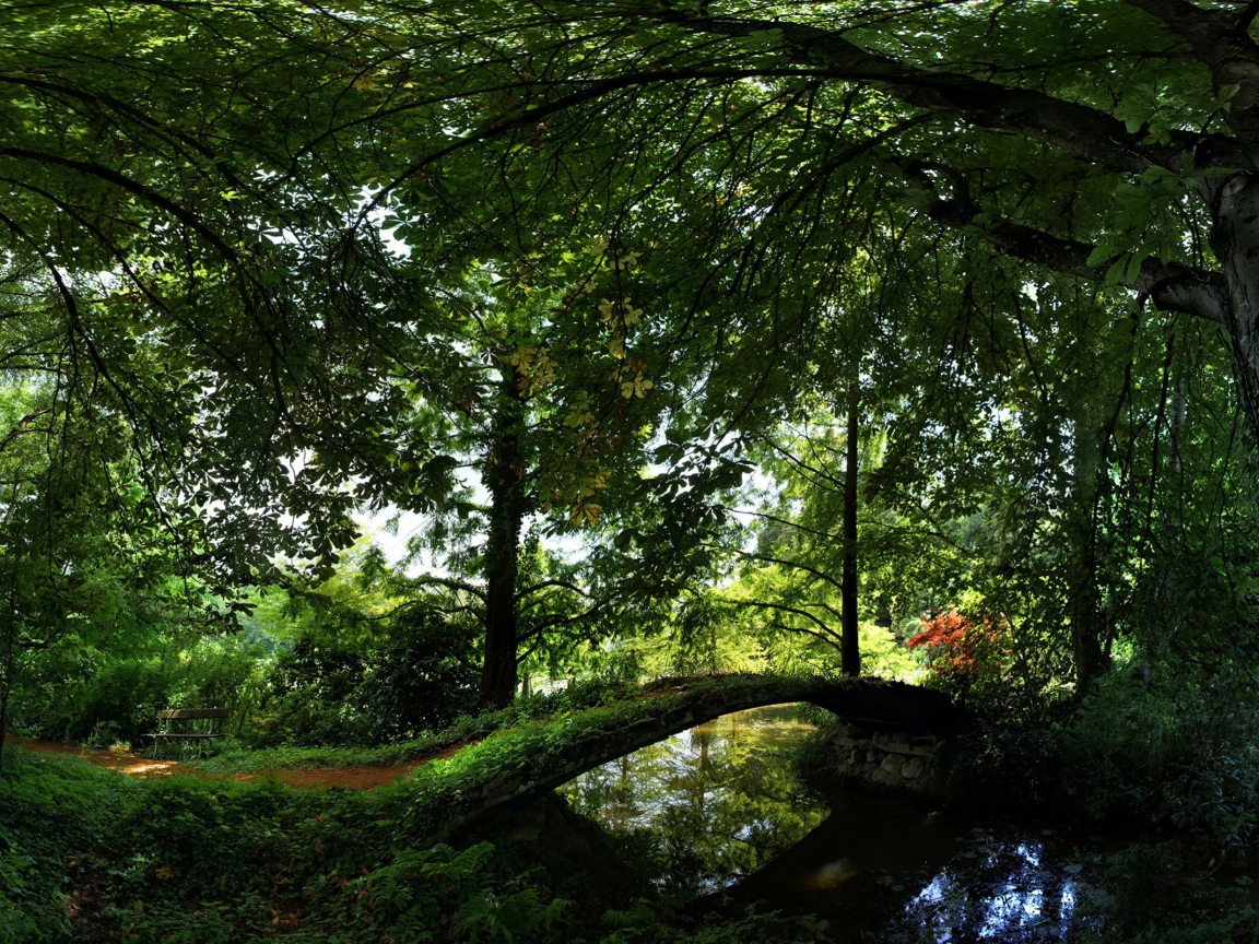 Лето Отдых в лесу