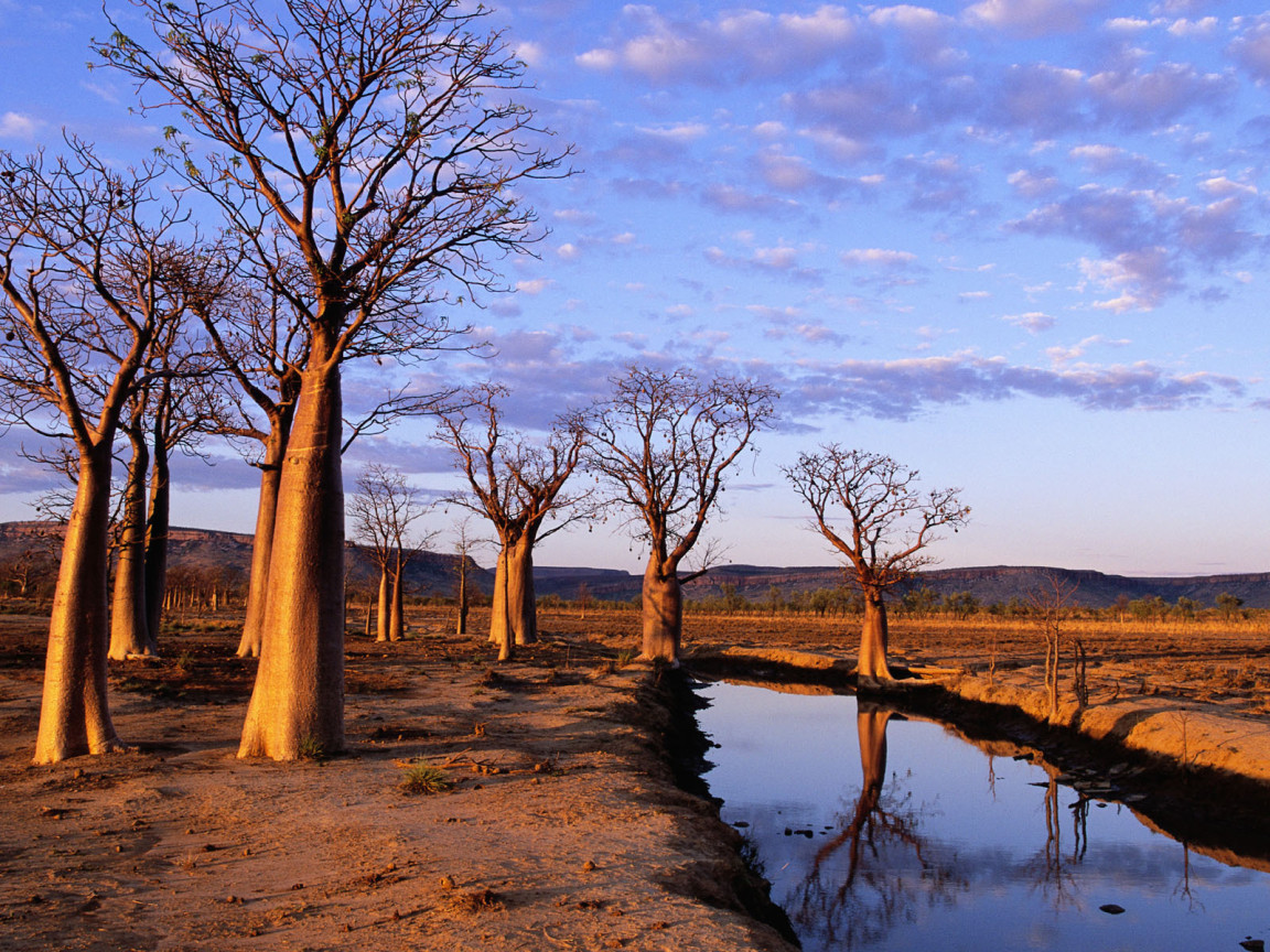 Boab Trees, Kimberly Plateau, Australia
