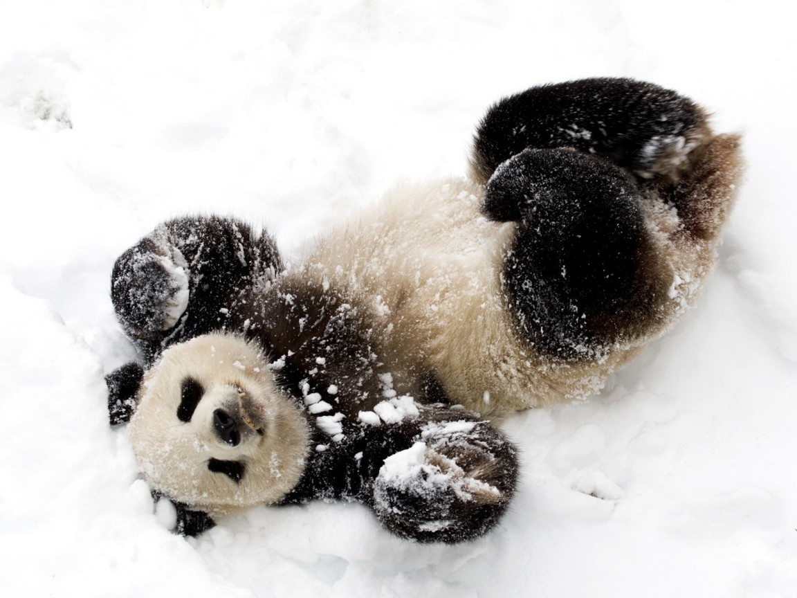 Панда в снегу