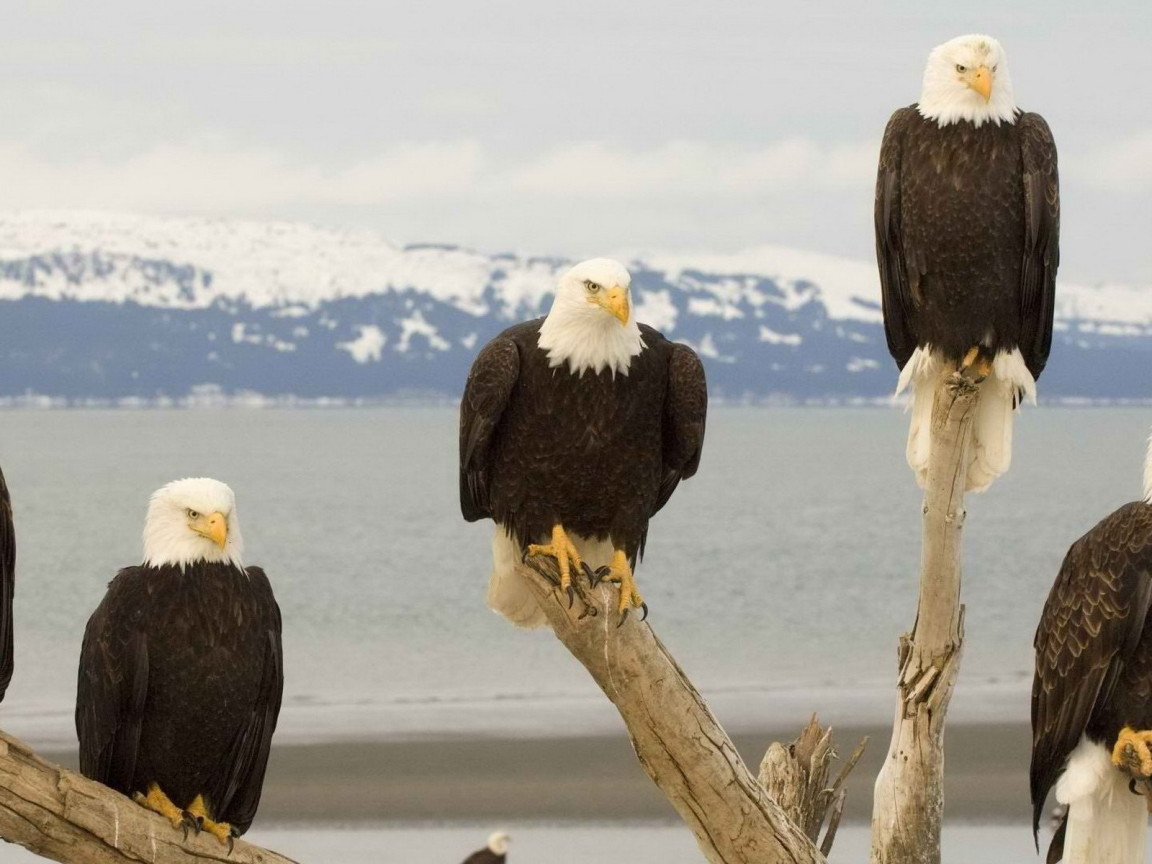 Белоголовый Орлан