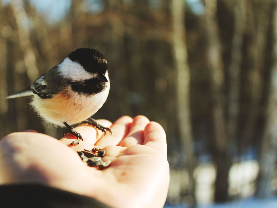 Птичка на ладони