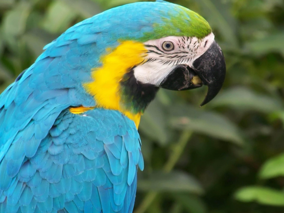 Голубой папугай