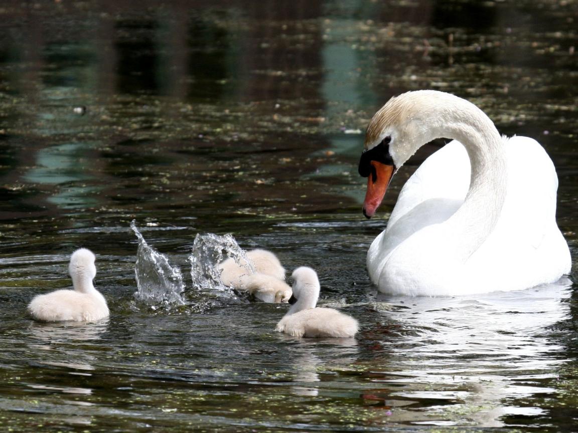 Лебедь с семейством