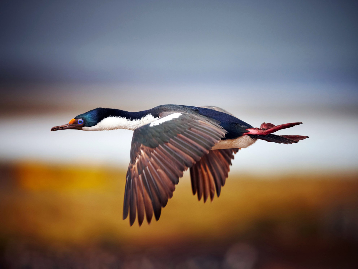 Дикая утка в полете