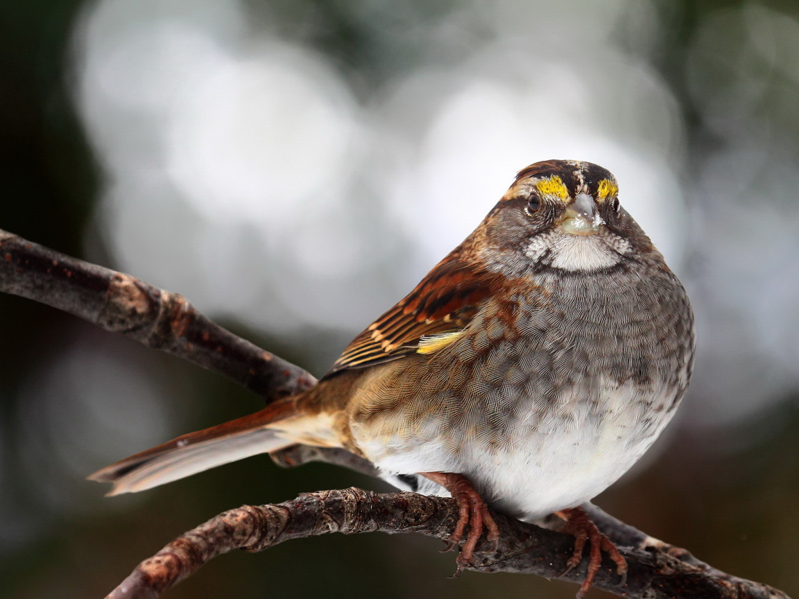 Птичка на ветке