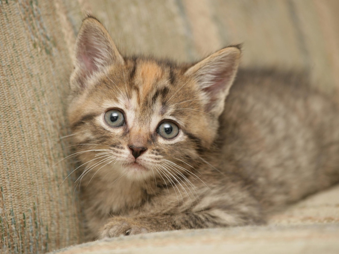 Котик на диване