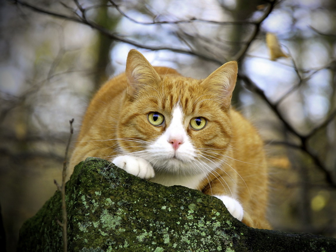 Пушистый кот