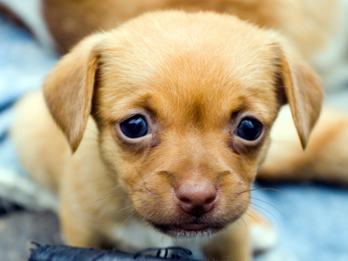 Милый щенок