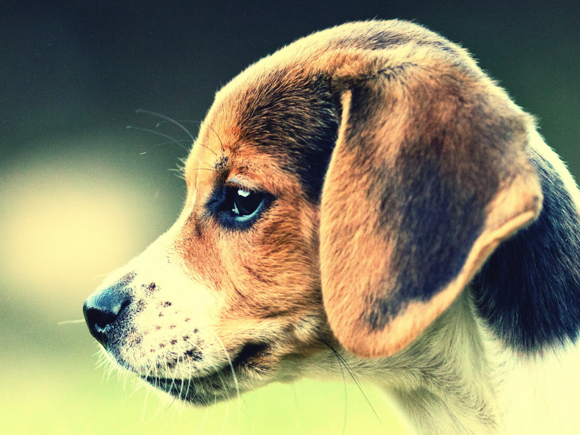 Собака Бигль