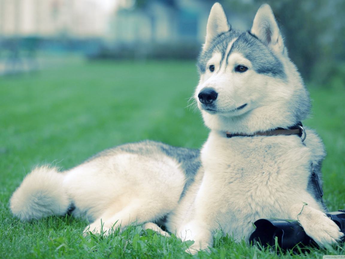 Хаски на траве