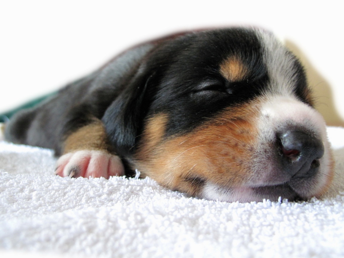 Спящий щенок