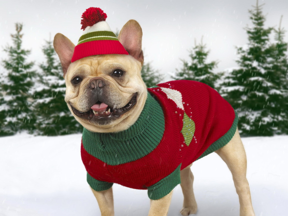 Нарядная собачка