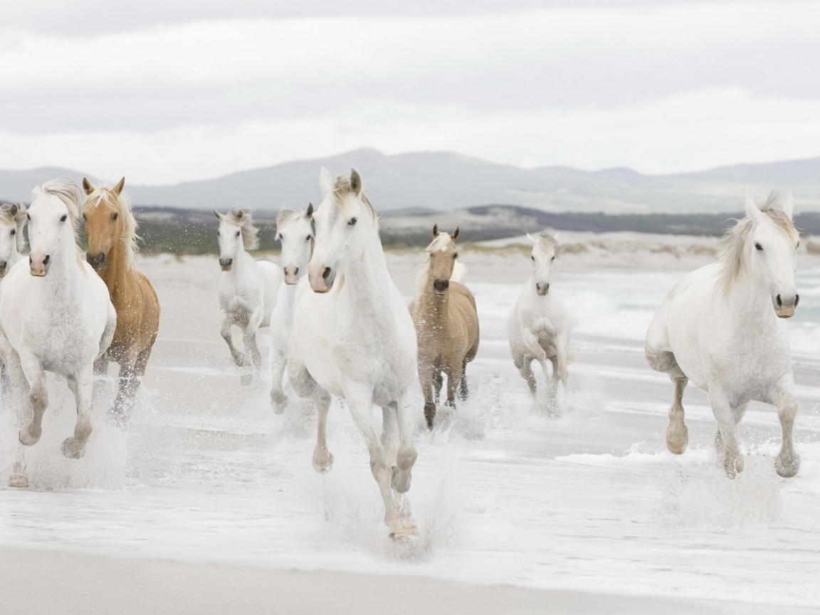 Лошадиный табун