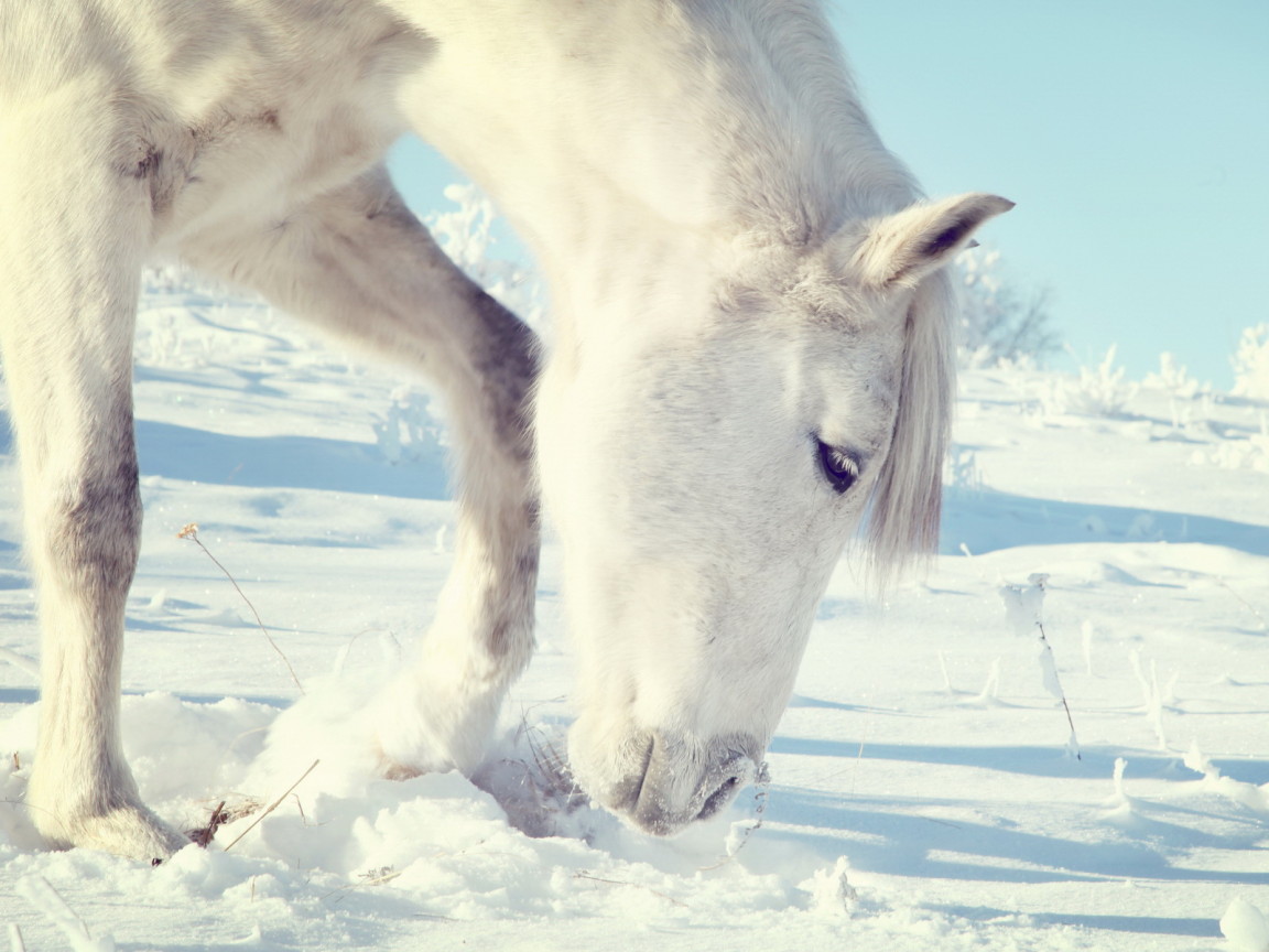 Лошадь на прогулке
