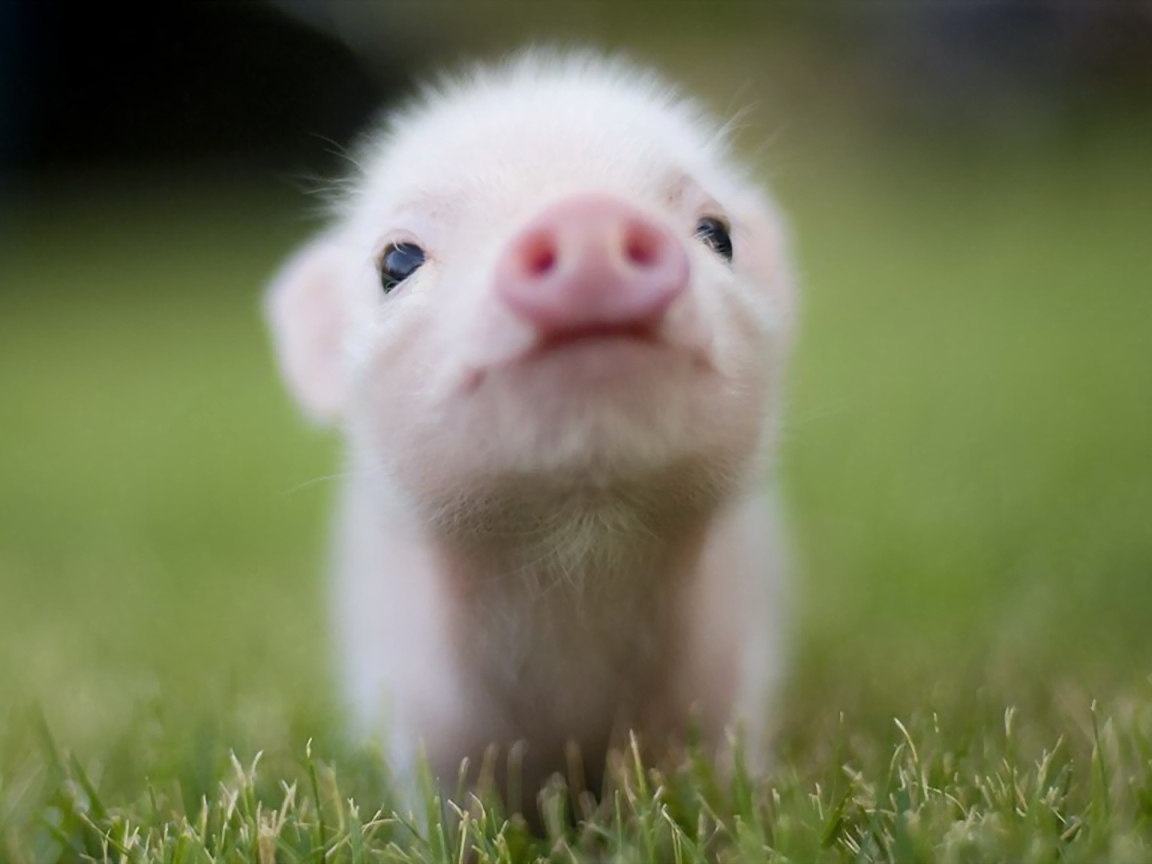 Носик поросенка