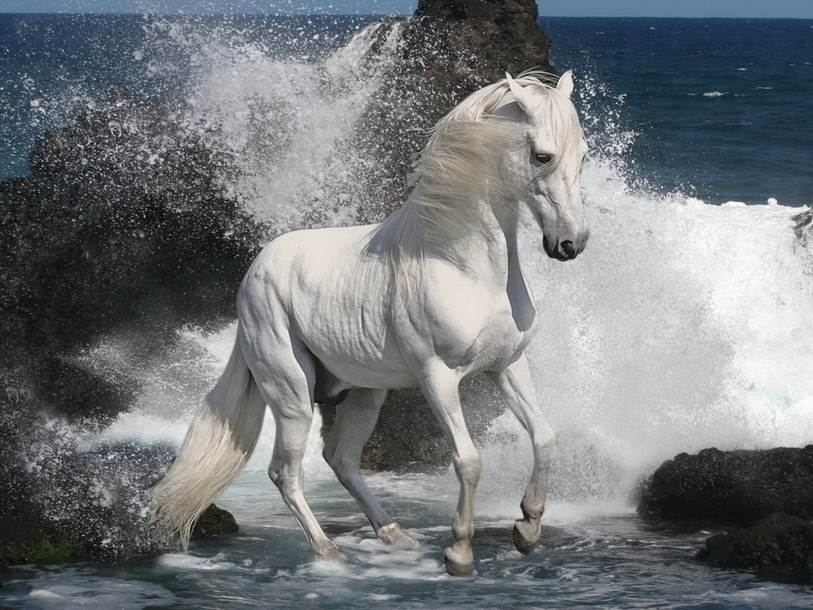 Белый жеребец