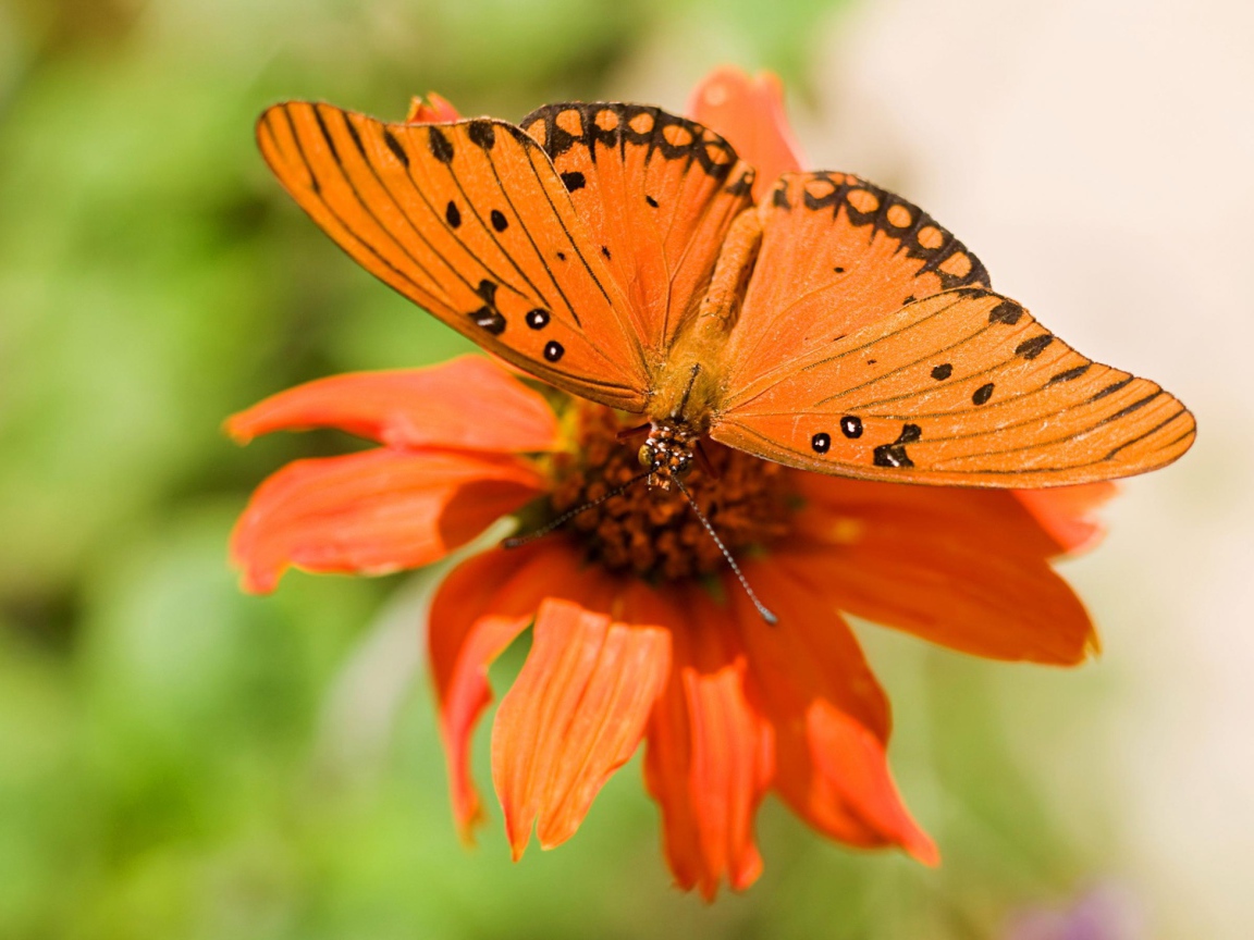 Бабочка и цветок