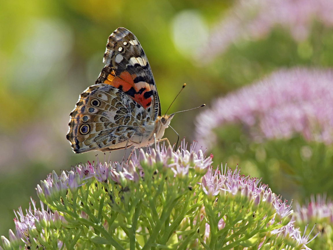 Бабочка на поле
