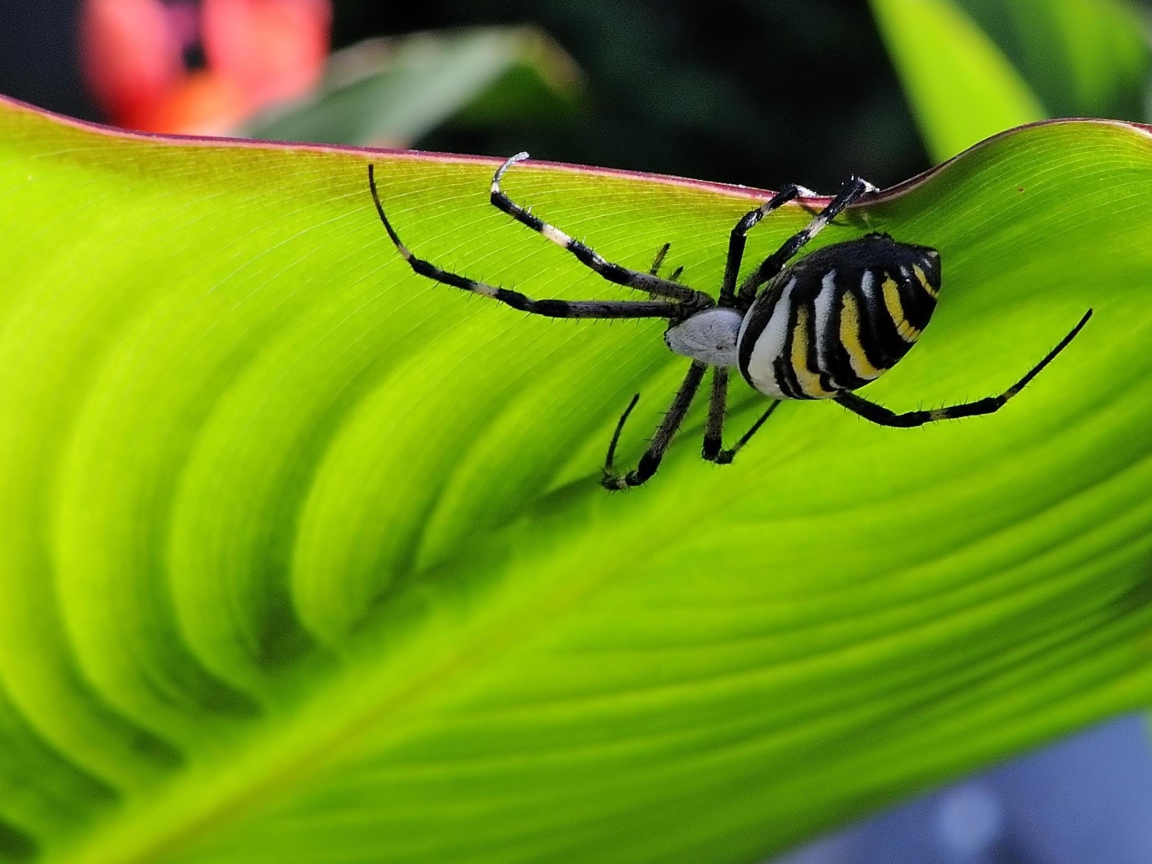 Паук на листке