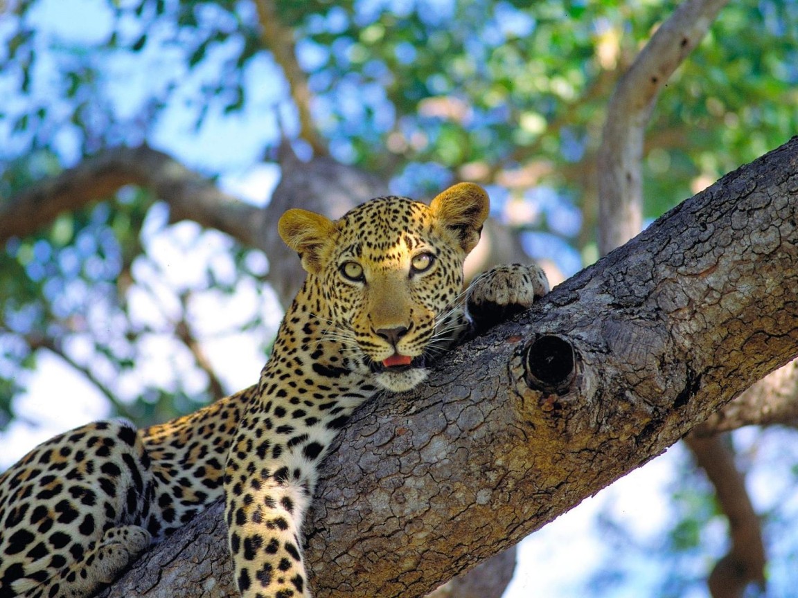 Леопард на ветке