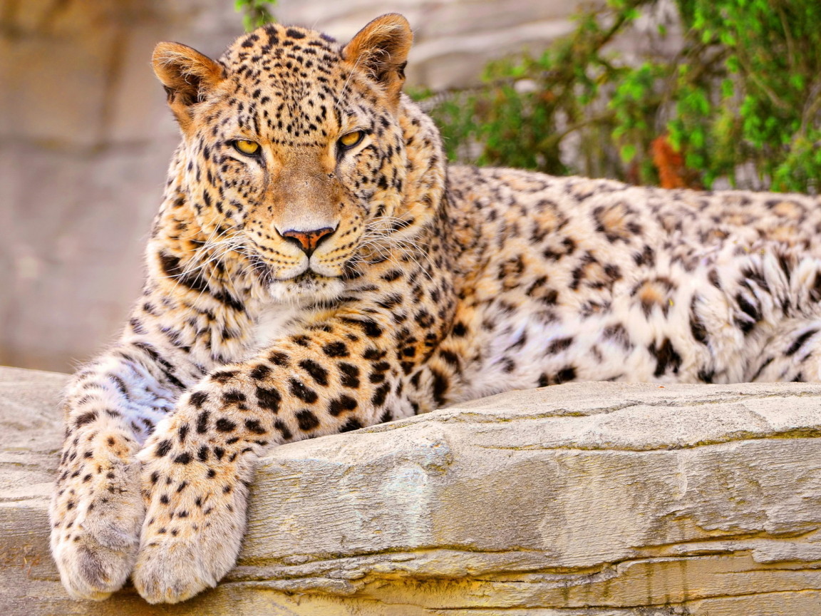 Леопард на камне