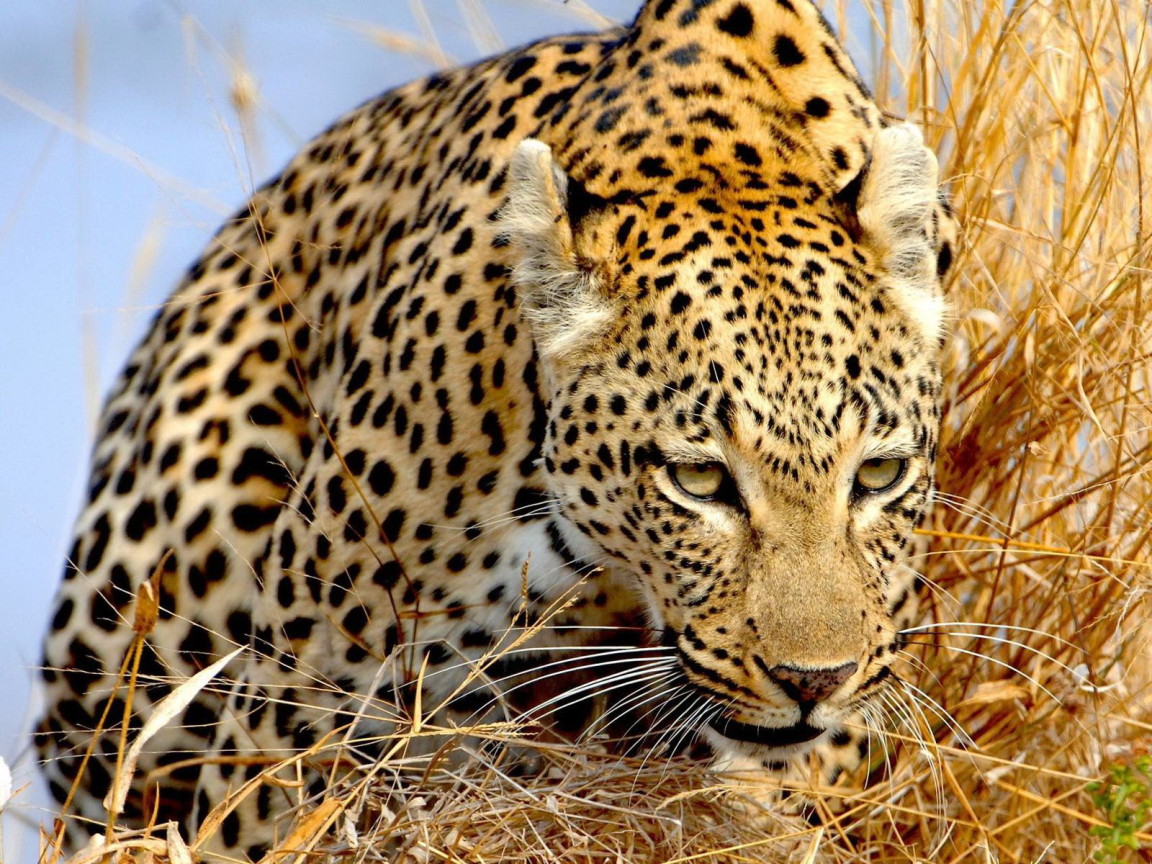 Крадущийся леопард