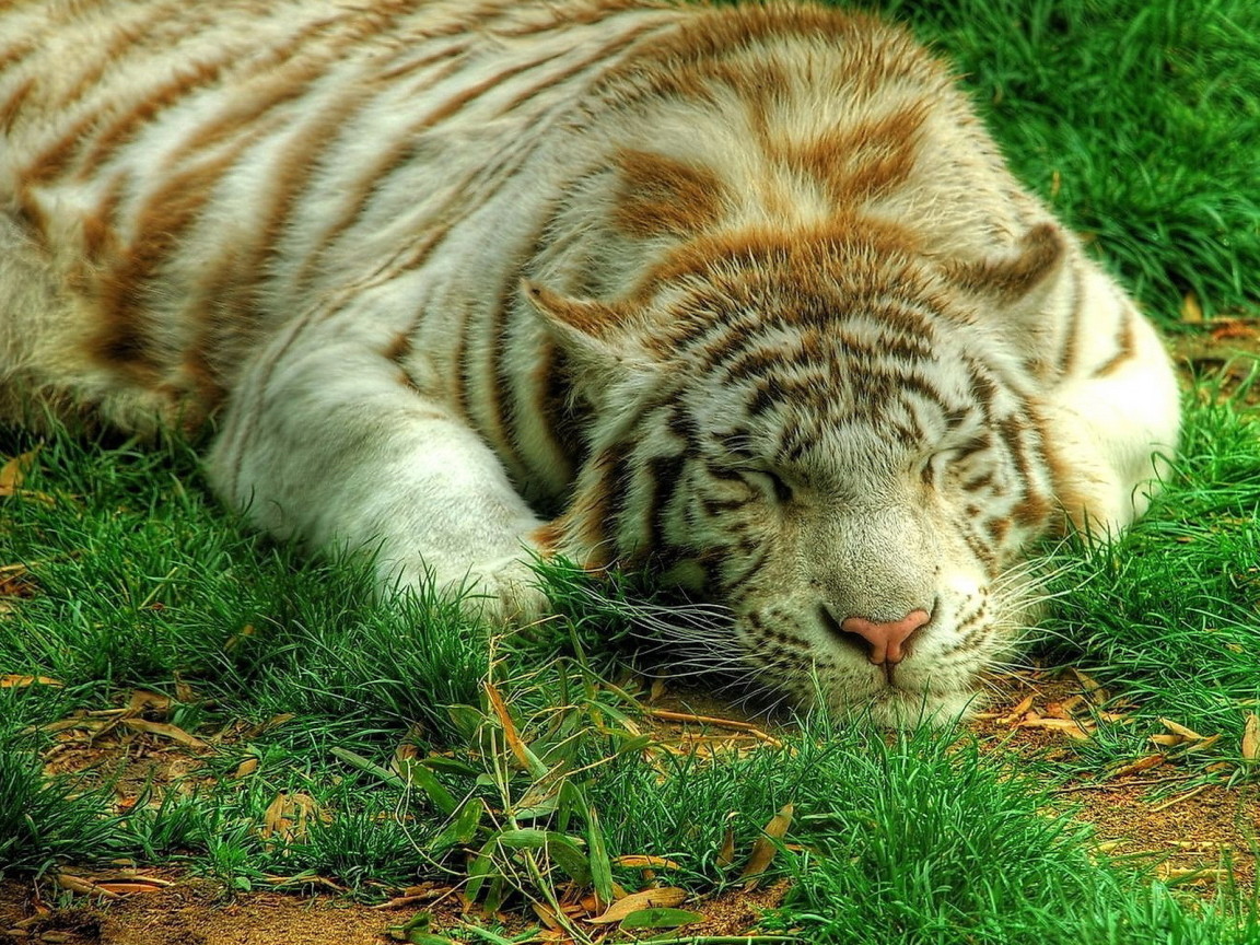 Белый тигр на траве