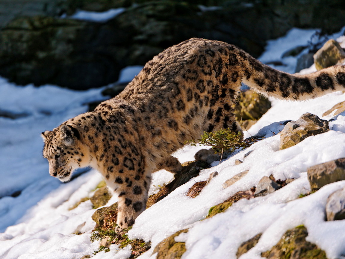 Хищная кошка