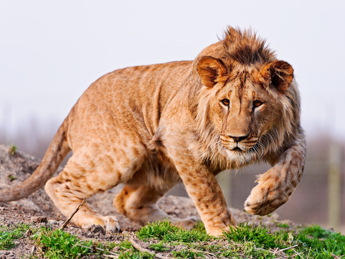 Молодой лев