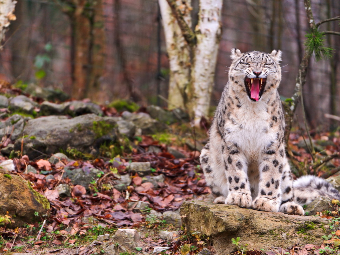 Свирепый ирбис