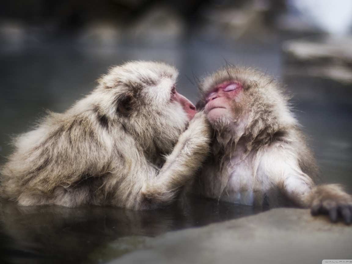 Целующие обезьяны